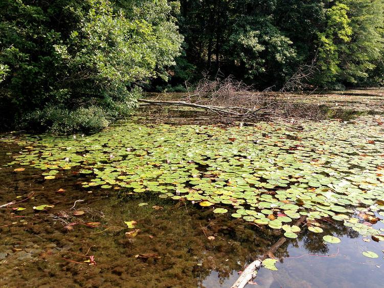 Lilypads in a lake